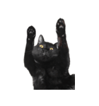 日常で使える！ 黒猫あちちゃん猫スタンプ（個別スタンプ：23）