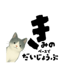 【そっと応援】白黒ねこのゆることば（個別スタンプ：15）
