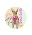 ワイヤーフォックステリアの夏思い出love①（個別スタンプ：1）