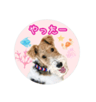 ワイヤーフォックステリアの夏思い出love①（個別スタンプ：4）