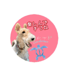 ワイヤーフォックステリアの夏思い出love①（個別スタンプ：7）