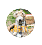 ワイヤーフォックステリアの夏思い出love①（個別スタンプ：20）