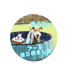 ワイヤーフォックステリアの夏思い出love①（個別スタンプ：21）
