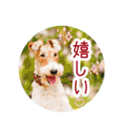 ワイヤーフォックステリアの夏思い出love①（個別スタンプ：24）