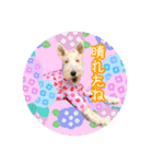 ワイヤーフォックステリアの夏思い出love①（個別スタンプ：27）