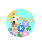 ワイヤーフォックステリアの夏思い出love①（個別スタンプ：28）
