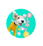 ワイヤーフォックステリアの夏思い出love①（個別スタンプ：30）