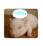まいくろぶたあかちゃんのすたんぷ（個別スタンプ：14）