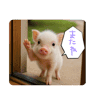 まいくろぶたあかちゃんのすたんぷ（個別スタンプ：16）