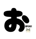 【はっきり文字】ひょっこり白黒ネコことば（個別スタンプ：31）