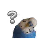 セキセイインコ ちんちゃんの日常（個別スタンプ：2）