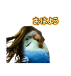 セキセイインコ ちんちゃんの日常（個別スタンプ：5）