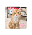 サイベリアンのうに☆Part1（個別スタンプ：13）