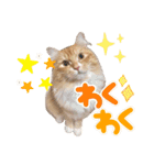 サイベリアンのうに☆Part1（個別スタンプ：17）