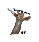 三兄弟と愉快な保護猫達シリーズ⑤（個別スタンプ：1）