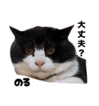 三兄弟と愉快な保護猫達シリーズ⑤（個別スタンプ：2）