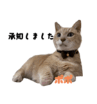 三兄弟と愉快な保護猫達シリーズ⑤（個別スタンプ：3）