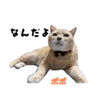 三兄弟と愉快な保護猫達シリーズ⑤（個別スタンプ：4）