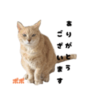 三兄弟と愉快な保護猫達シリーズ⑤（個別スタンプ：5）