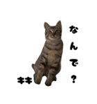 三兄弟と愉快な保護猫達シリーズ⑤（個別スタンプ：7）