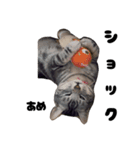 三兄弟と愉快な保護猫達シリーズ⑤（個別スタンプ：9）