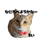 三兄弟と愉快な保護猫達シリーズ⑤（個別スタンプ：11）