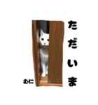 三兄弟と愉快な保護猫達シリーズ⑤（個別スタンプ：12）
