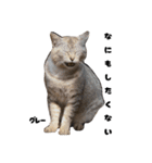 三兄弟と愉快な保護猫達シリーズ⑤（個別スタンプ：13）