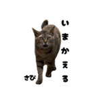 三兄弟と愉快な保護猫達シリーズ⑤（個別スタンプ：14）