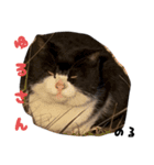 三兄弟と愉快な保護猫達シリーズ⑤（個別スタンプ：16）