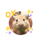 Y.animals（個別スタンプ：1）