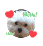 Y.animals（個別スタンプ：2）