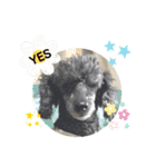 Y.animals（個別スタンプ：3）