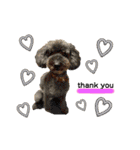 Y.animals（個別スタンプ：4）