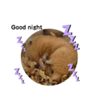 Y.animals（個別スタンプ：5）