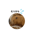 Y.animals（個別スタンプ：10）