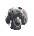 Y.animals（個別スタンプ：11）