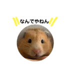 Y.animals（個別スタンプ：12）