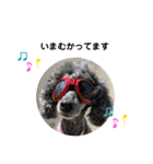 Y.animals（個別スタンプ：13）