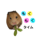 Y.animals（個別スタンプ：16）