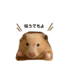 Y.animals（個別スタンプ：19）