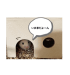 Y.animals（個別スタンプ：21）