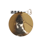 Y.animals（個別スタンプ：23）