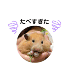 Y.animals（個別スタンプ：24）