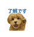 まろの毎日スタンプ（まるぷー♀）（個別スタンプ：7）