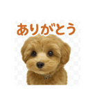 まろの毎日スタンプ（まるぷー♀）（個別スタンプ：8）
