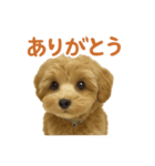 まろの毎日スタンプ（まるぷー♀）背景なし（個別スタンプ：1）