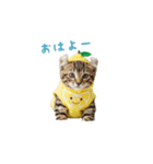 着ぐるみねこちゃん(日常)（個別スタンプ：1）