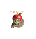 着ぐるみねこちゃん(日常)（個別スタンプ：2）