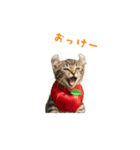 着ぐるみねこちゃん(日常)（個別スタンプ：3）